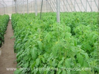 Las semillas de tomate para sembrar dentro de invernadero deben ser de la mejor calidad genética